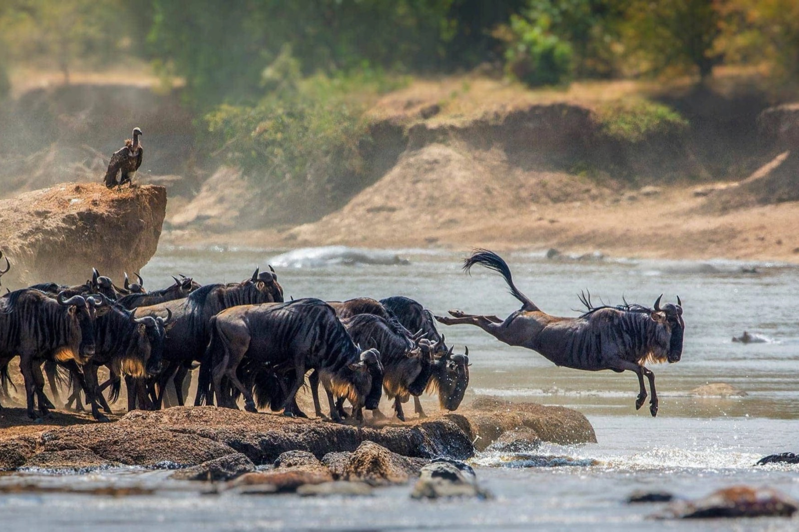 Swahili Expeditions